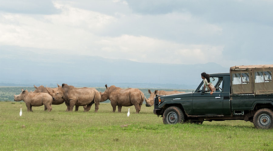 Solio Ranch Conservancy Rhinos